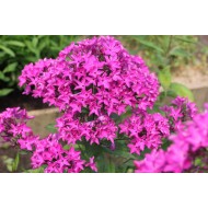 Флокс Phlox Пурпурная Вуаль